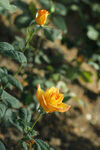 玫瑰花 