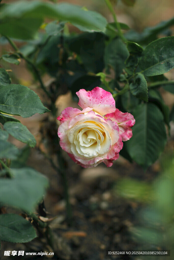 花瓣