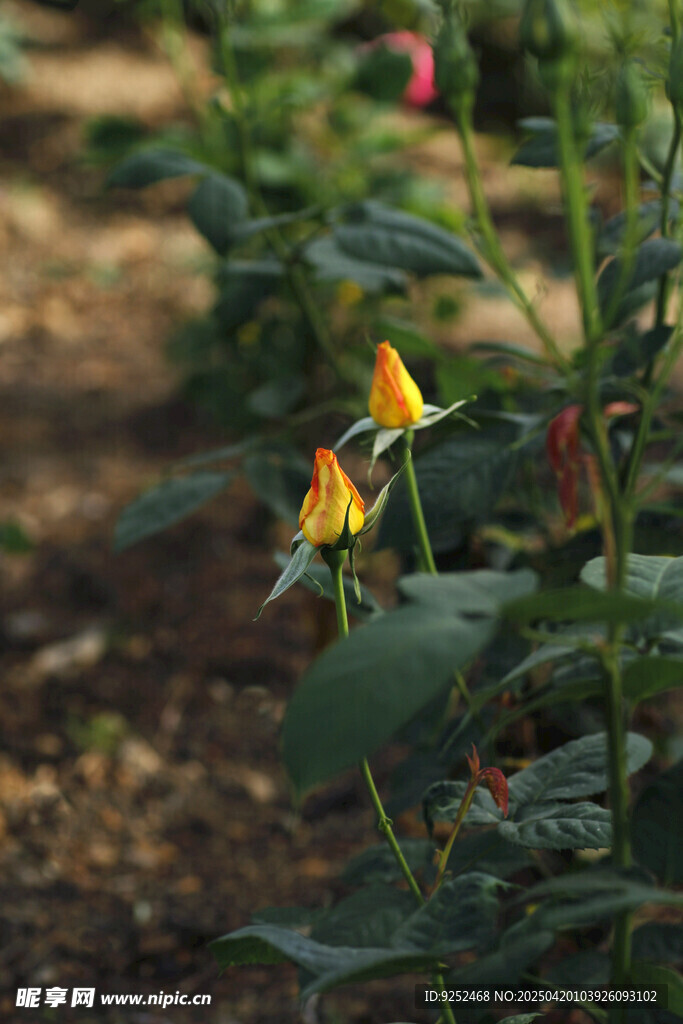 黄玫瑰花 