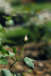  花苞