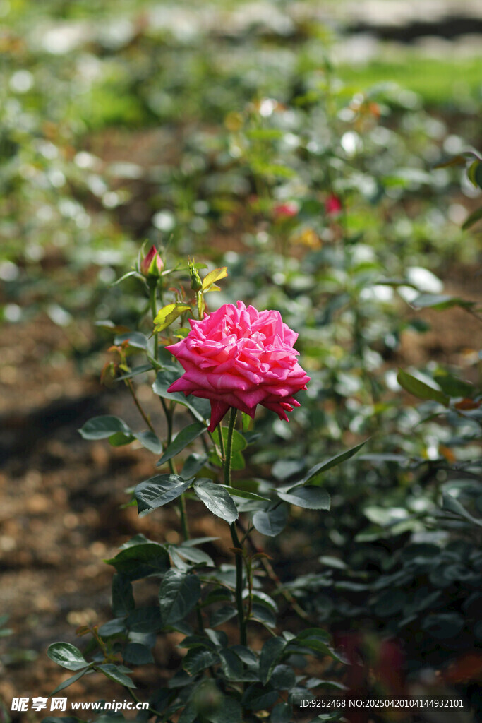 粉色花卉 