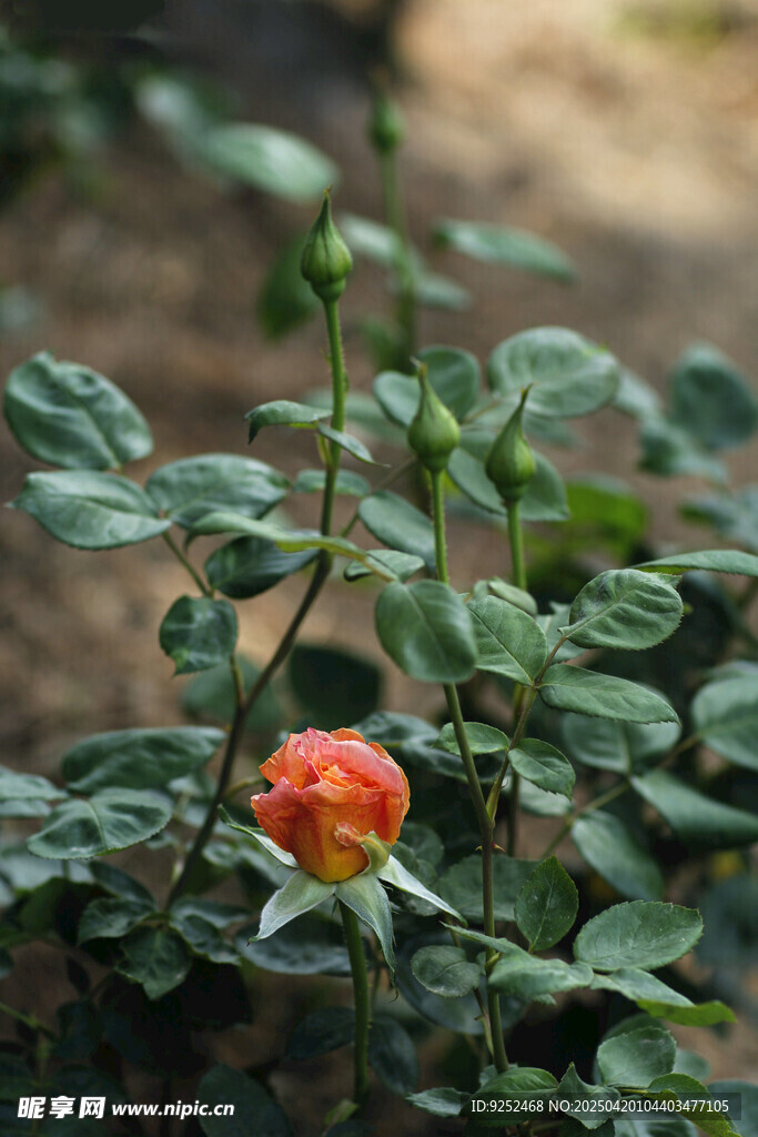 玫瑰花 