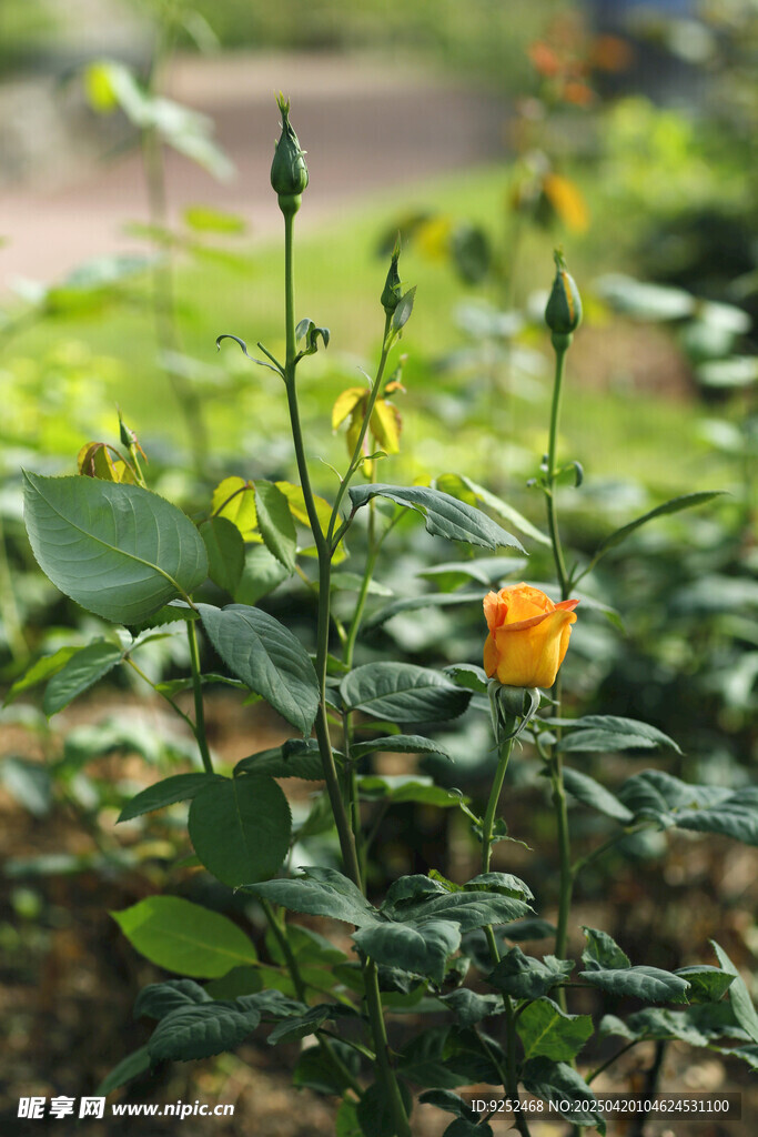 黄玫瑰花 