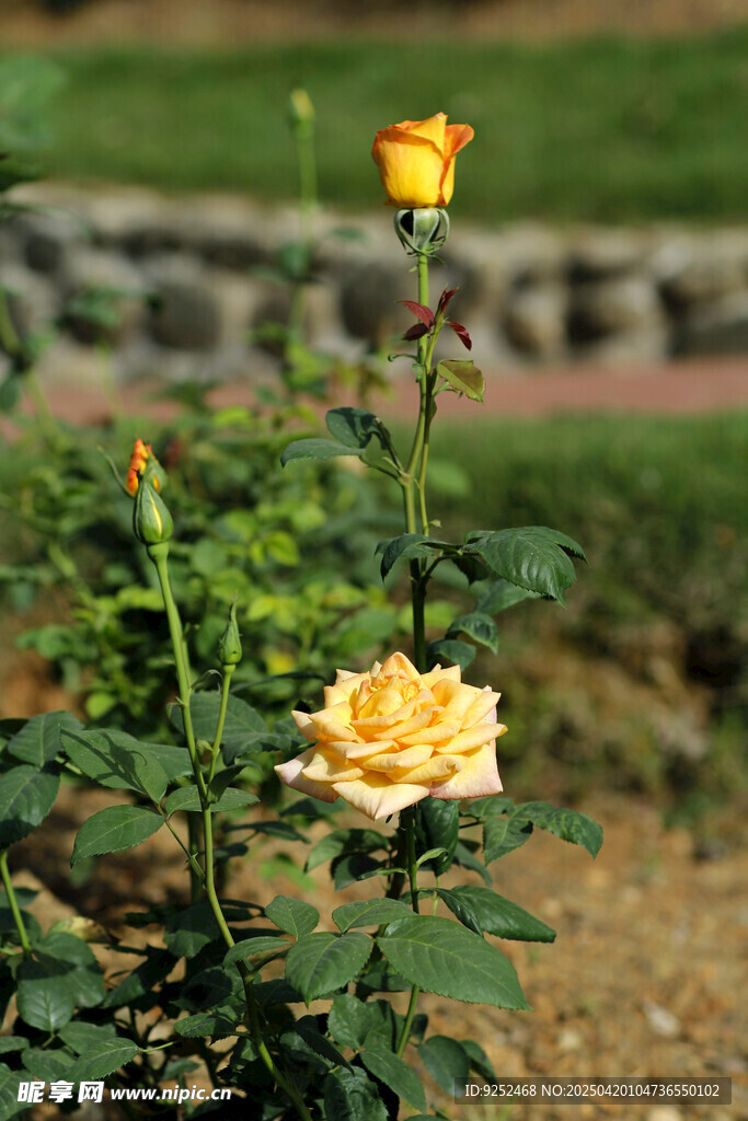 玫瑰花园 