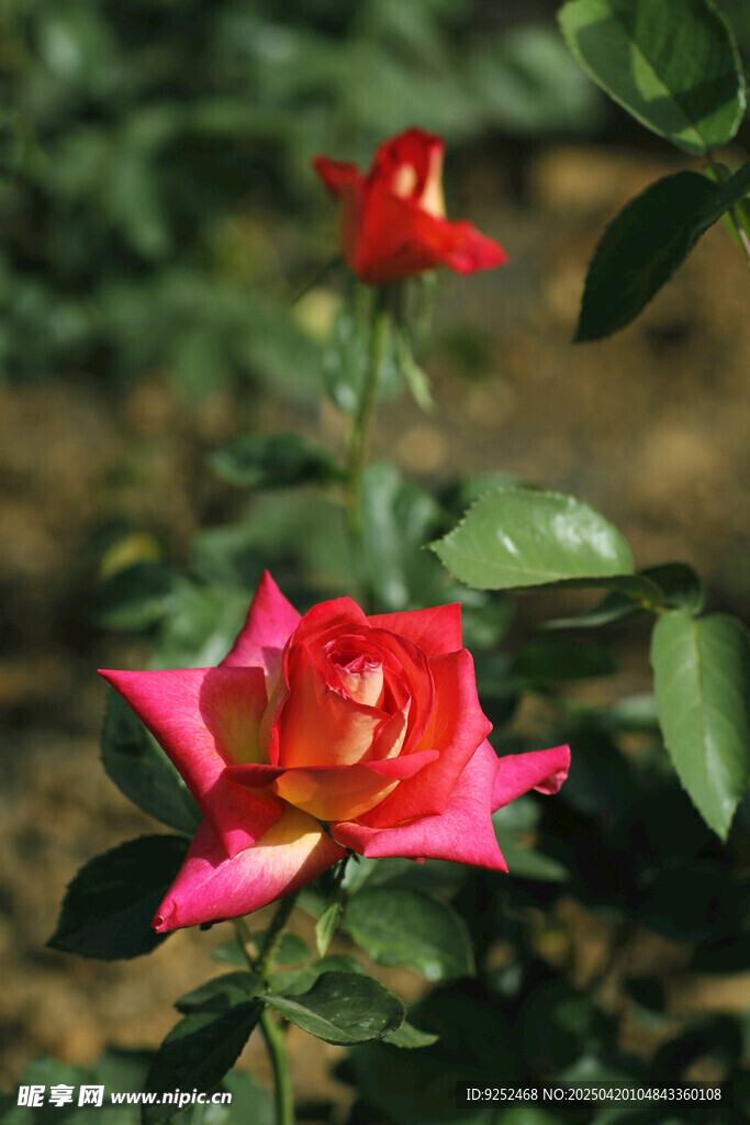 粉色花卉 