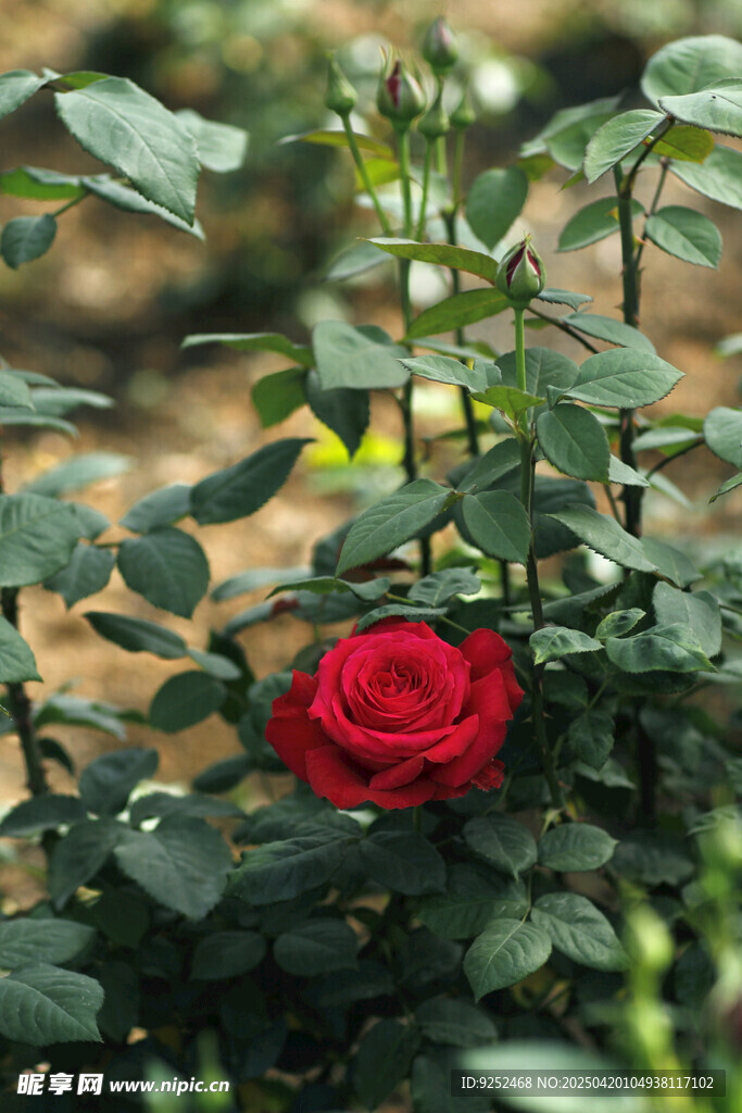玫瑰花 