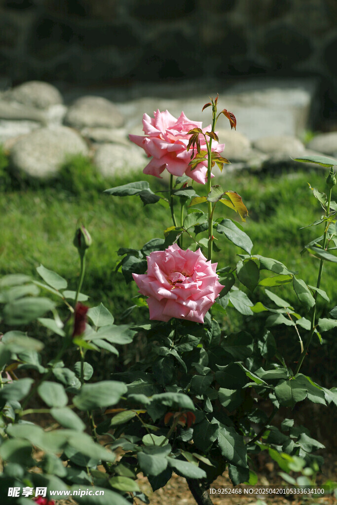 玫瑰花 