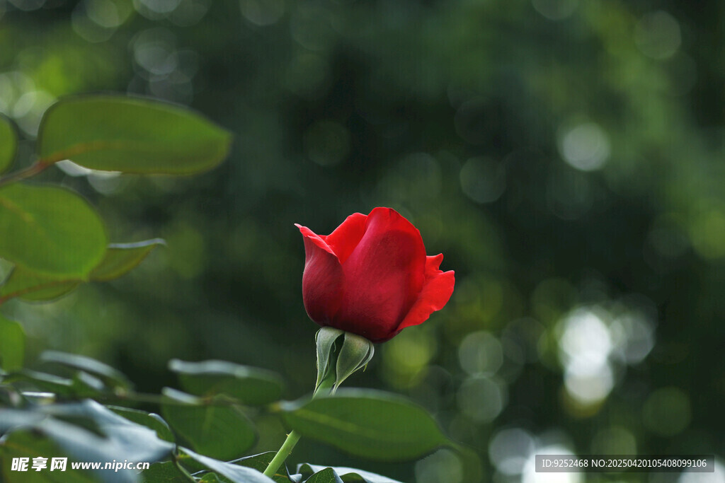 玫瑰花 