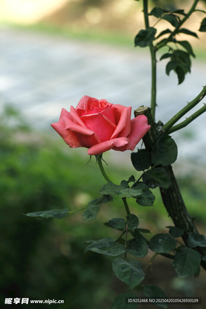 粉色花卉 