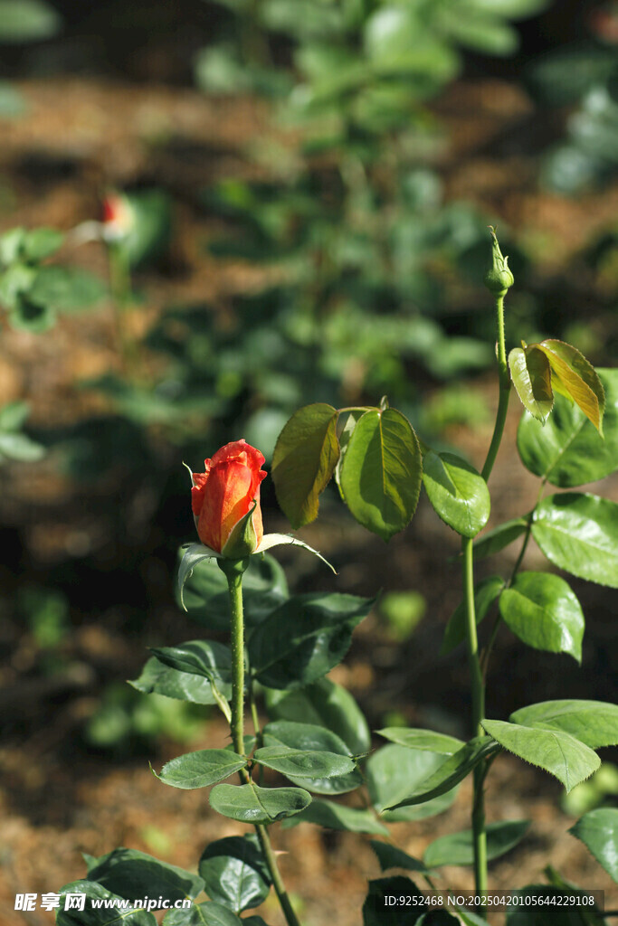 粉色花卉 