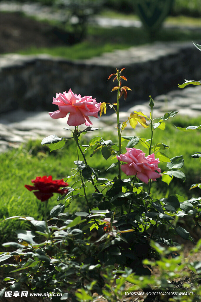 月季花园 
