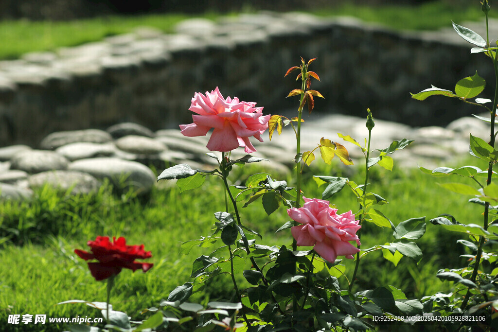 红玫瑰花 
