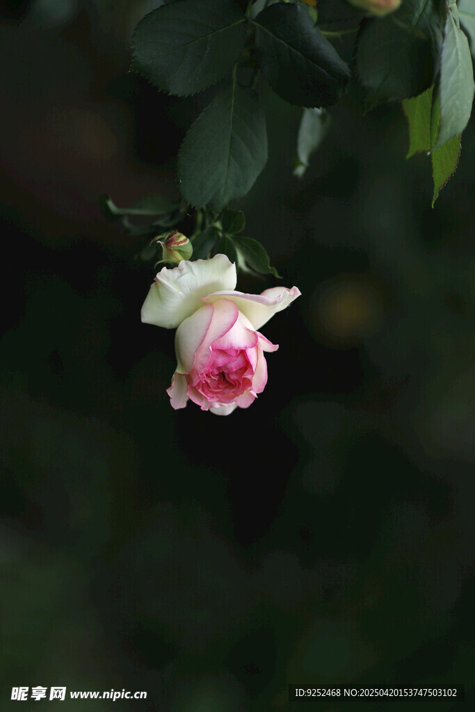  月季花花苞