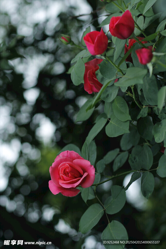 花丛 