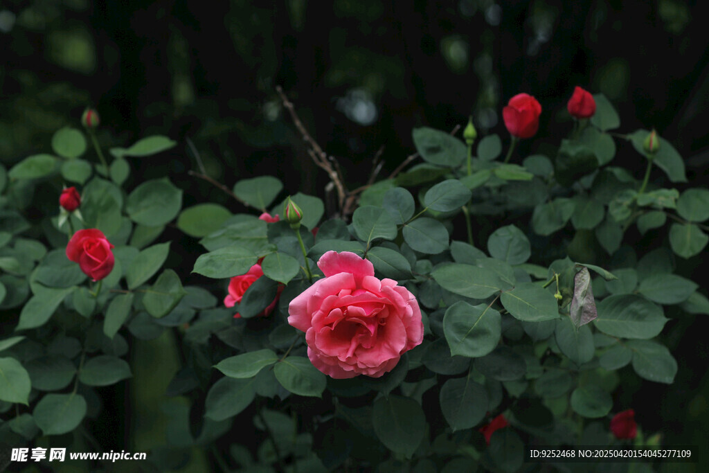 红玫瑰花 