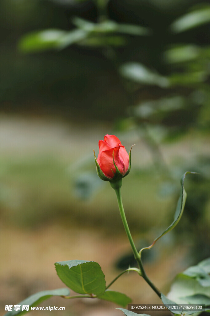  红玫瑰花苞