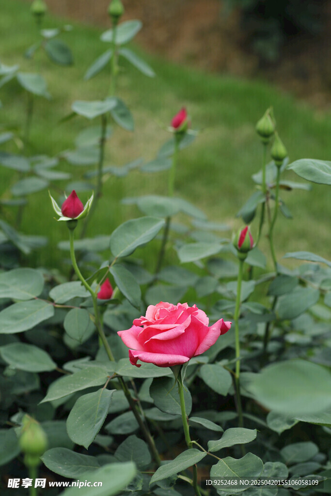  粉色月季花苞