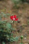 玫瑰花苞