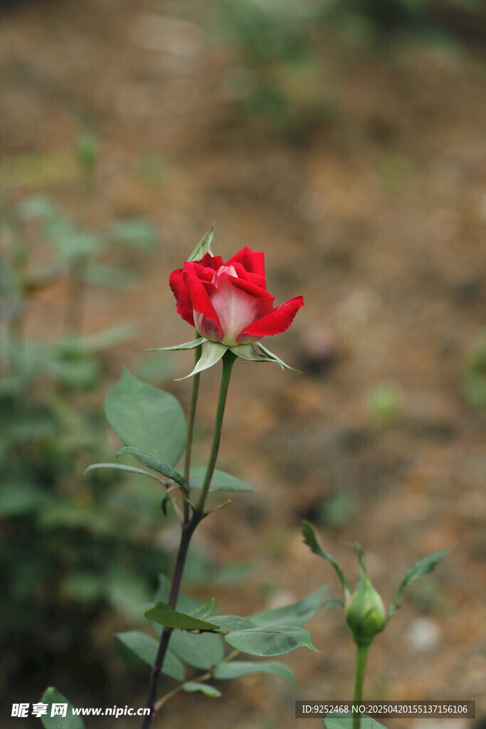 玫瑰花苞