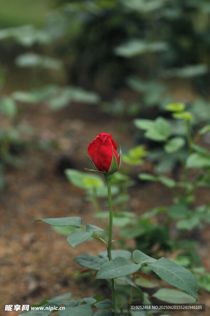  红玫瑰花苞