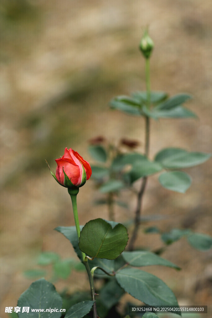  红玫瑰花苞