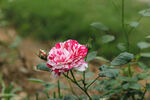 双色月季花