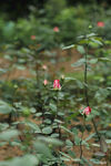 花苞