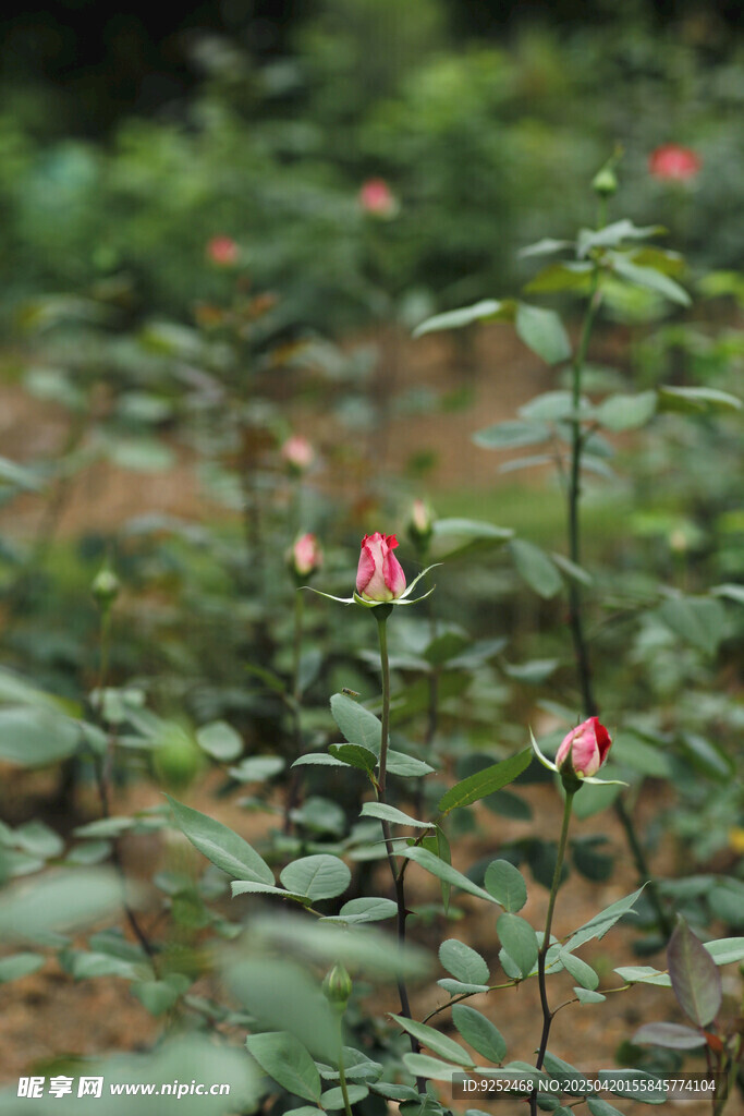 花苞