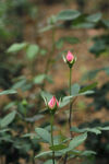 花苞
