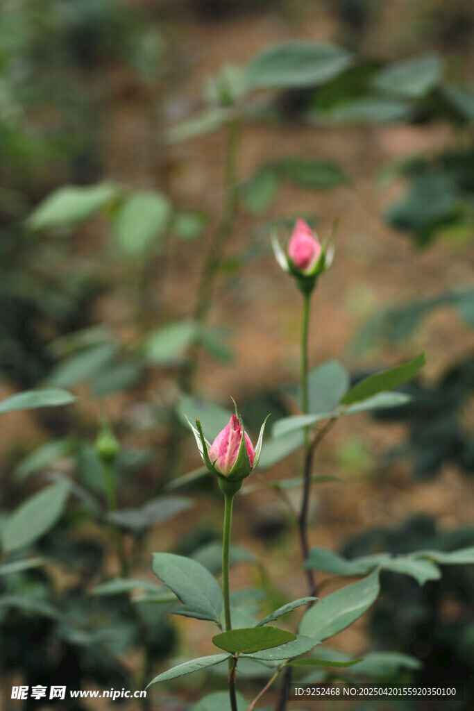 花苞
