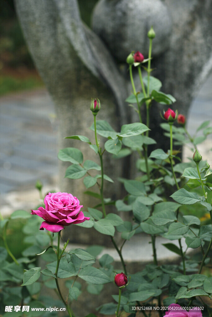  月季花
