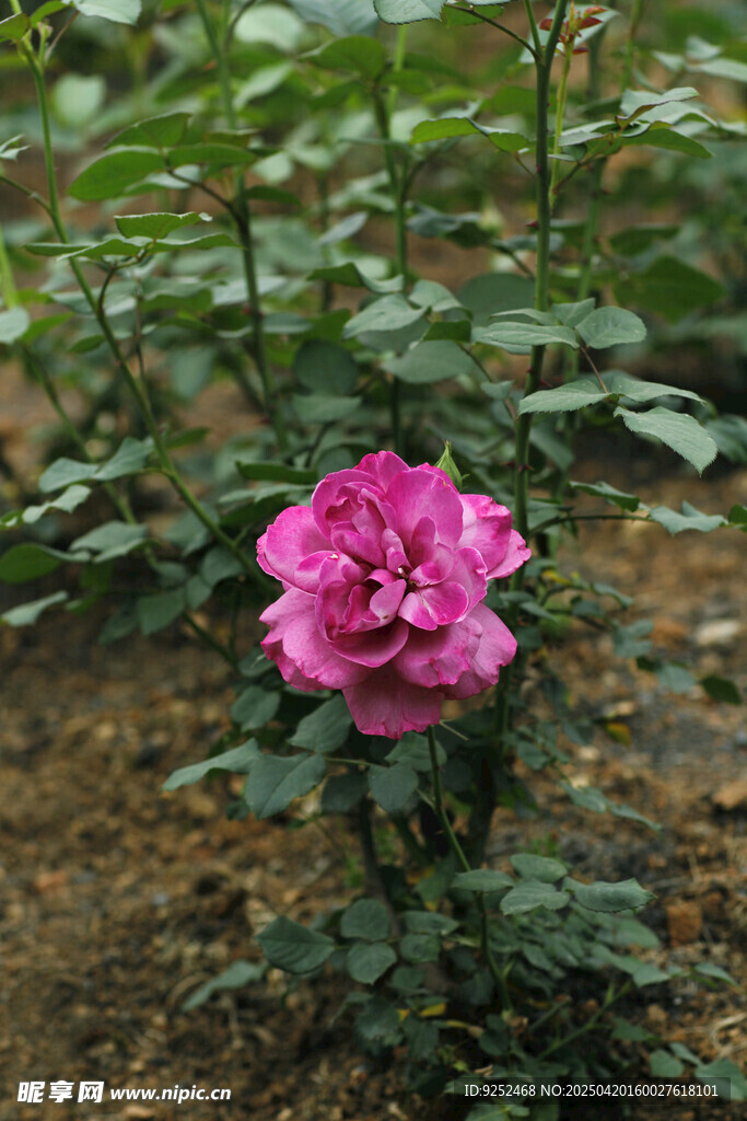 粉色月季花
