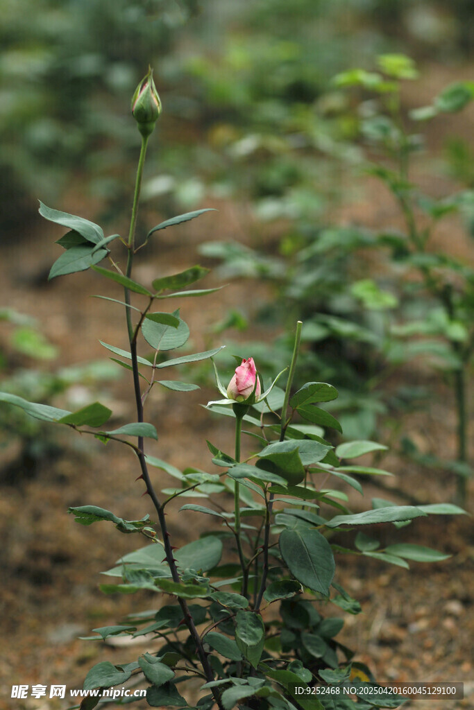 花苞
