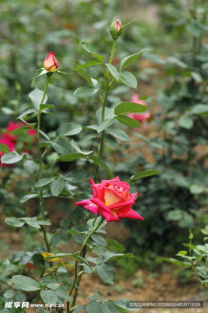  月季花