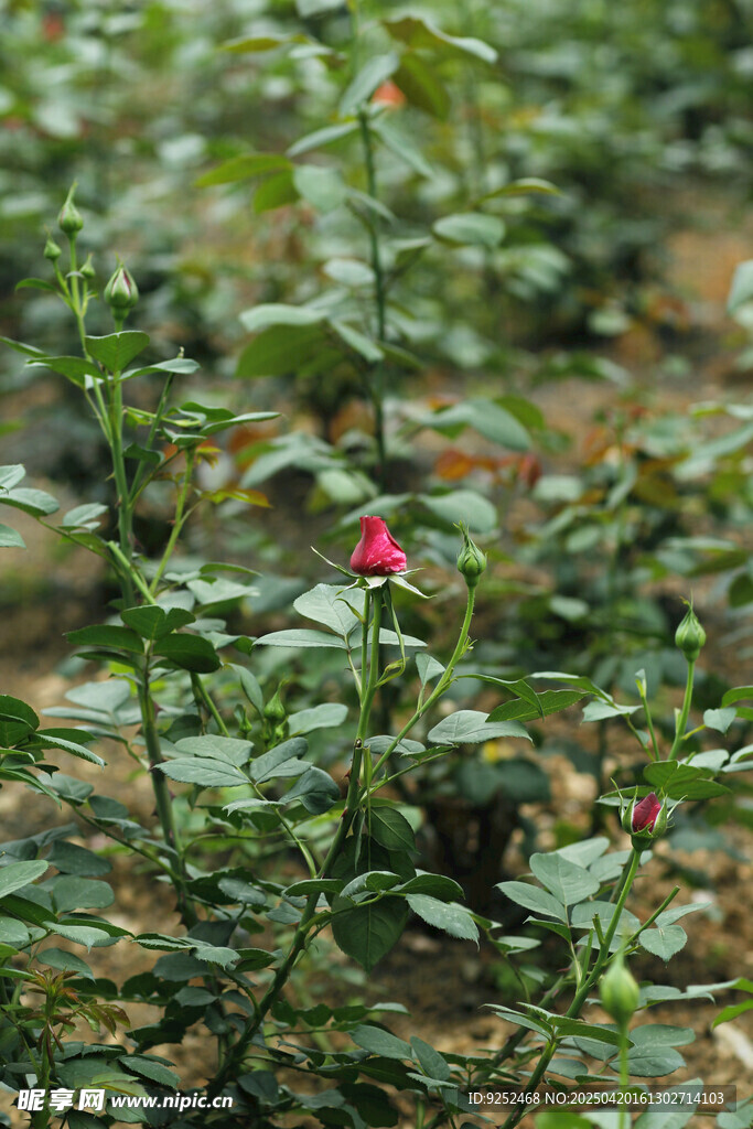 花苞