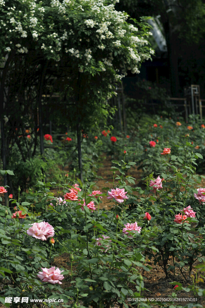 玫瑰园 
