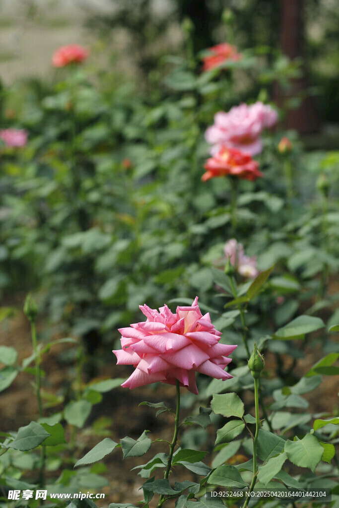  粉色月季