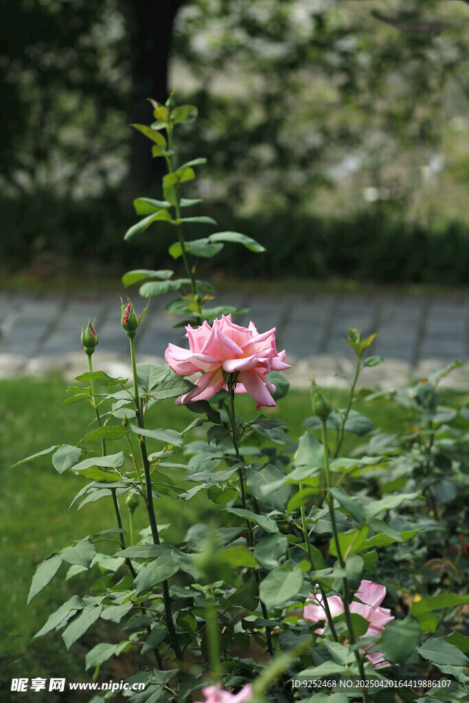  粉色花
