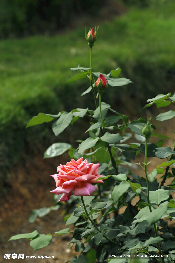  粉色月季