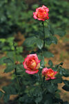  月季花