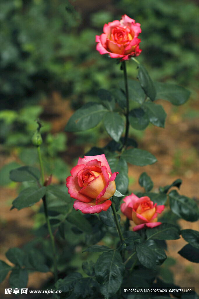  月季花