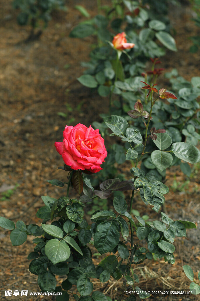 红玫瑰