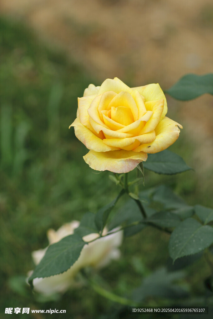  黄玫瑰