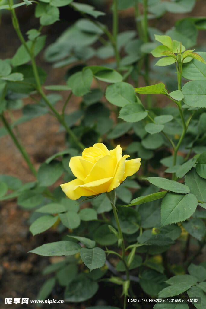 黄色花卉 