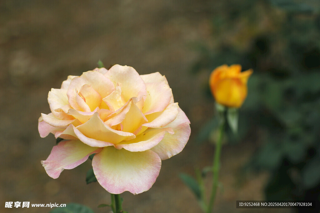  月季花