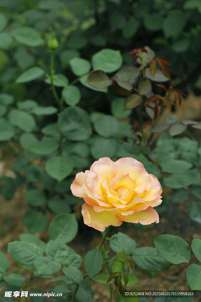 玫瑰花 