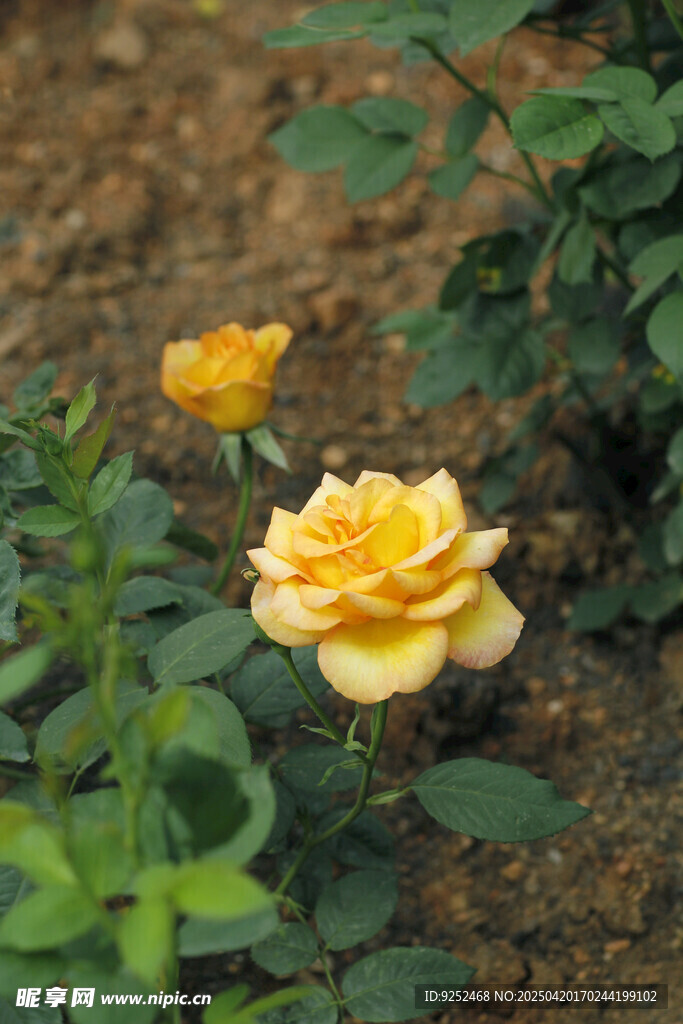 黄玫瑰花