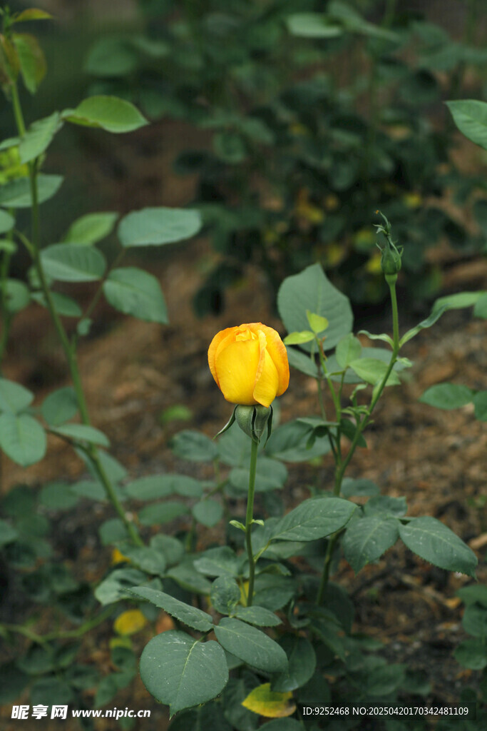  黄色小花