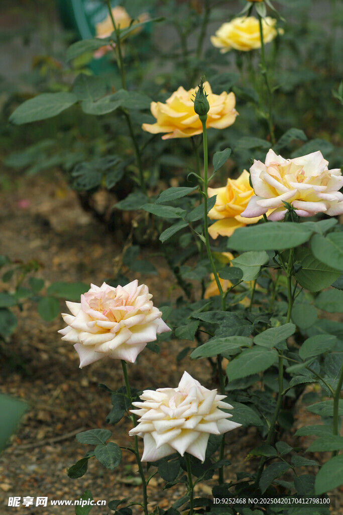 黄玫瑰花 