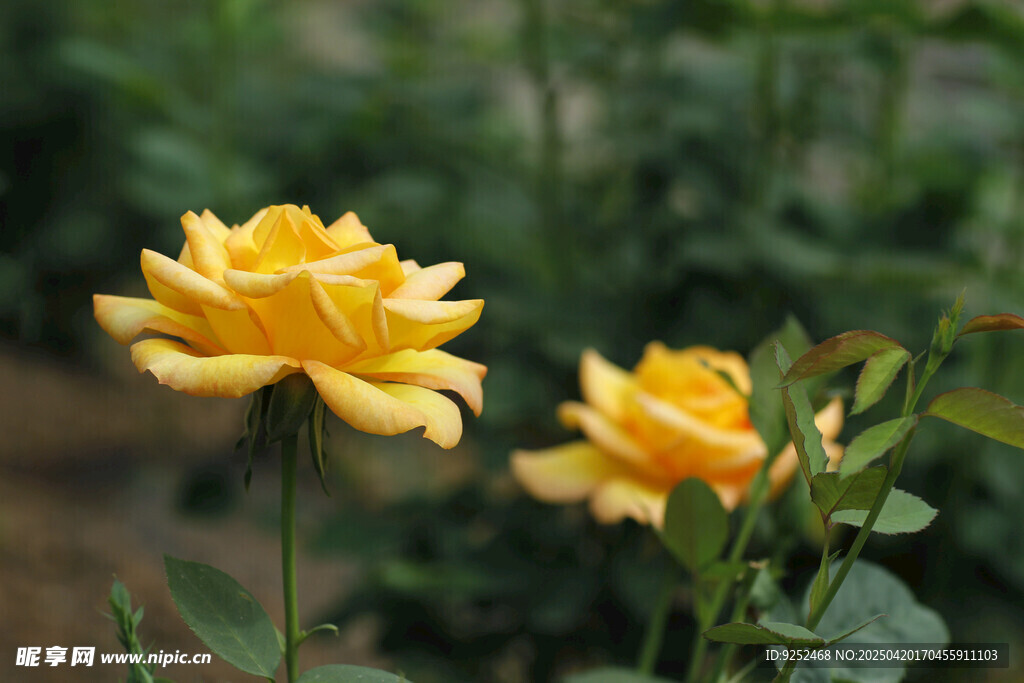  月季花